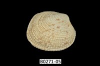 藏品(網目簾蛤)的圖片